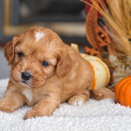 Amber - Red female Cavapoo puppy in Gap, Pennsylvania from Country View Puppies ( License 18816)