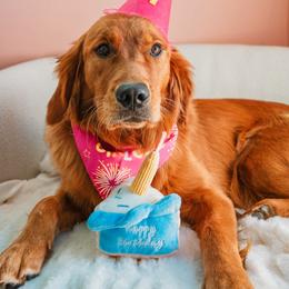 Lady Pheobe - Golden Retriever