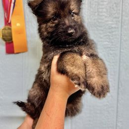 Loki - Green boy - Sable male German Shepherd puppy in Oakley, California from Von Guadachi German Shepherds & Audacity Border Collies
