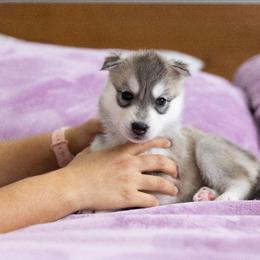 Glitter - Gray and white female Siberian Husky puppy in North Miami, Florida from Kardrovi Siberians