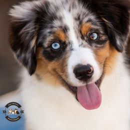 Ranger - Blue merle male Miniature American Shepherd puppy in Tonopah, Arizona from King's Miniature American Shepherds