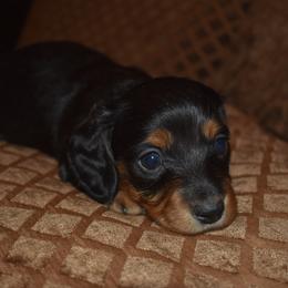 Alaska - Black and tan female Dachshund puppy in Oxford, Pennsylvania from Emily’s Dachshund Puppies