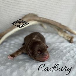 Cadbury - Red tri male Miniature Australian Shepherd puppy in Cody, Wyoming from Quartz Creek Aussies