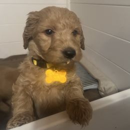 Goldendoodle Puppies from Dream Lake Doodles