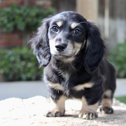 Dachshund Puppies from Rustic Bark Page's Dachshunds