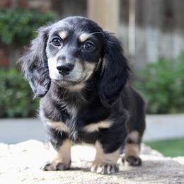 Dachshund Puppies from Rustic Bark Page's Dachshunds