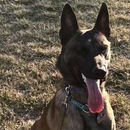 Belgian Malinois from Vigilant K9