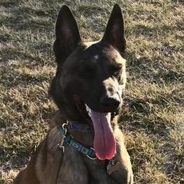 Belgian Malinois from Vigilant K9
