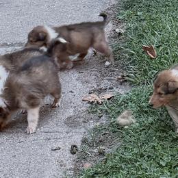 Marcus - Yellow Collar - Sable and white male Collie puppy in Morocco, Indiana from Collegiate Bassets and Rheign Collies