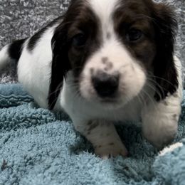 Skunk(1400) - Piebald male Dachshund puppy in Mansfield, Missouri from Owens Farm