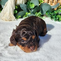 Anthony - Chocolate male Cavapoo puppy in Dothan, Alabama from Farquharson's Poodles&Doodles