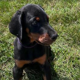 Nova - Black and rust female Doberman Pinscher puppy in Peru, Indiana from De luxe dobermans
