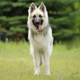 Koji - German Shepherd