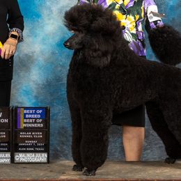 Poodles from North Star Poodles