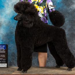 Poodles from North Star Poodles