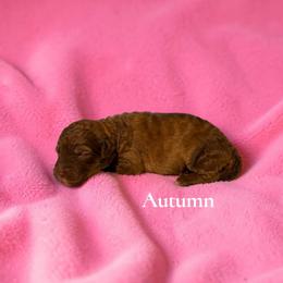 Autumn - Brown and white female Aussiedoodle puppy in Ellenburg Center, New York from Kristin's Puppies