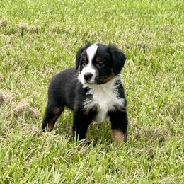 Miniature American Shepherd Puppies from Knockout Aussies