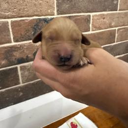 Winifred-Orange - Dark golden female Golden Retriever puppy in Cedar City, Utah from RuTess Goldens