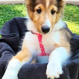 Gray - Sable and white male Shetland Sheepdog puppy in Chandler, Arizona from Keri Koch