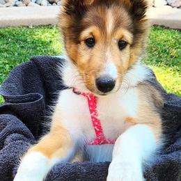 Gray - Sable and white male Shetland Sheepdog puppy in Chandler, Arizona from Keri Koch
