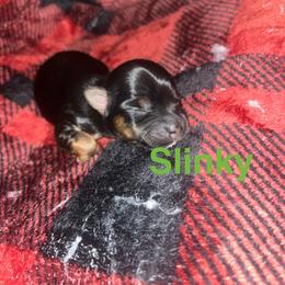 Slinky - Black and tan male Yorkshire Terrier puppy in Gastonia, North Carolina from Precious pups dynasty kennel