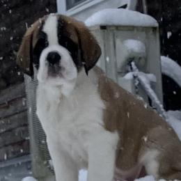 Boy 8 light green collars - Red and white male Saint Bernard puppy in New Sharon, Maine from Kimball Pond  Saint Bernards