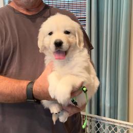 Ms. Yellow - Light golden female Golden Retriever puppy in Crestview, Florida from Pushin’ Sand Goldens