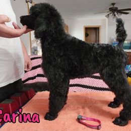 Carina - Black Poodle puppy in Bishop, Texas from Mercury Standard Poodles