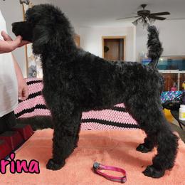 Carina - Black Poodle puppy in Bishop, Texas from Mercury Standard Poodles