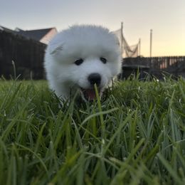 Andouille (aka Duey) - White male Samoyed puppy in Lafayette, Louisiana from Southern Roux Samoyeds
