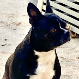Sofie - Boston Terrier