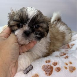 VB - Black gold and white female Shih Tzu puppy in Middleborough, Massachusetts from Shih Tzu Pups