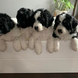 Bernedoodle Puppies from Hollie Walker's Bernedoodles