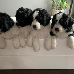 Bernedoodle Puppies from Hollie Walker's Bernedoodles