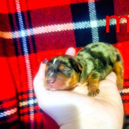 Boy 5 - Blue and gold male Yorkshire Terrier puppy in Lily, Kentucky from Bella Gail Kennels