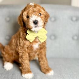 Val - Red  male Goldendoodle puppy in Queen Creek, Arizona from Goldendoodle AZ