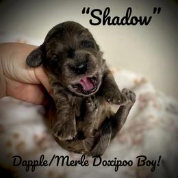 Shadow - Blue merle male Assorted Doodle Crosses puppy in Coal City, Indiana from Angel Blue Dogs