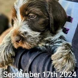Wirehaired Pointing Griffon Puppies from Agassiz Wirehaired Pointing Griffons