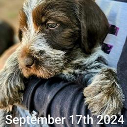Wirehaired Pointing Griffon Puppies from Agassiz Wirehaired Pointing Griffons
