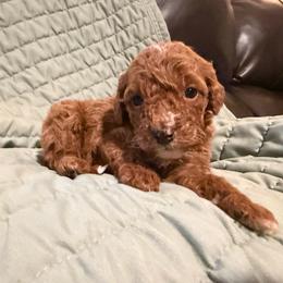 Black Girl - Red female Cavapoo puppy in Wesson, Mississippi from Southern Country Doodles