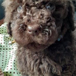 Poodles from White Park Poodles
