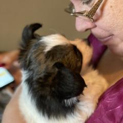 Sporty Mix Puppies from Ebonheart Kennel