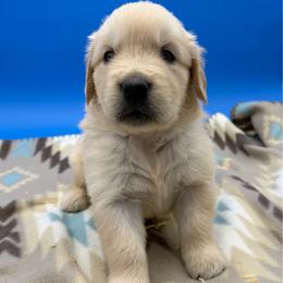 Male 5 - Light golden male Golden Retriever puppy in Spanaway, Washington from 11 Oaks Kennels