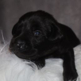 Orange collar - Black male Labrador Retriever puppy in Suffolk County, New York from South Shore Labradors
