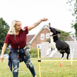 Border Collie Puppies from Cullins Collies