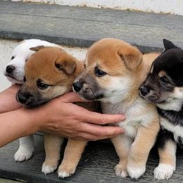 Shiba Inu from Grijalva Shibas