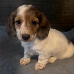 Champ - Dapple male Dachshund puppy in Los Lunas, New Mexico from Poker Paws Dachshunds by Chelsy