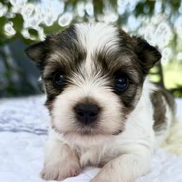 Mia - Chocolate tan and white female Biewer Terrier puppy in Bunnell, Florida from Royal Biewer and Royal Aussies
