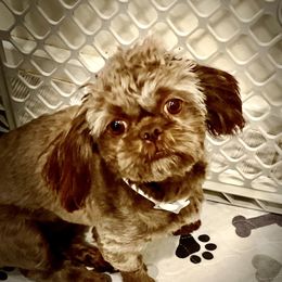 MEADOWS - Shih Tzu