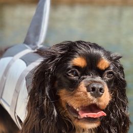 Cavalier King Charles Spaniel All Grown Up from Cavi Love
